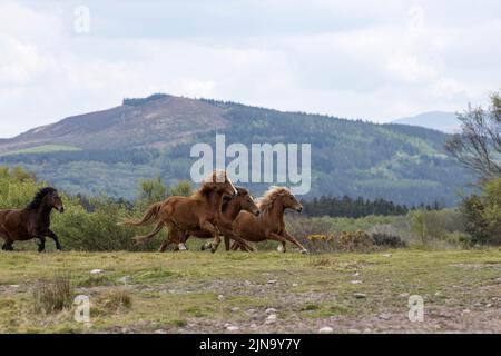 A rischio raro Kerry palco pony pony pony cavallo esecuzione County Kerry Irlanda Foto Stock