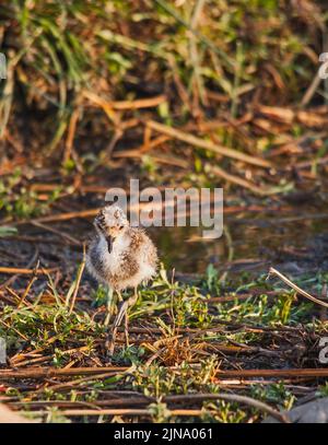 Baby smith Lapwing (Vanellus armatus) 14921 Foto Stock