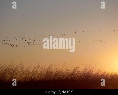 Cormorani del gregge che volano durante l'alba su Kinburn Spit, Mykolaiv Oblast, Ucraina. Foto Stock