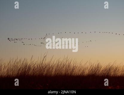 Cormorani del gregge che volano durante l'alba su Kinburn Spit, Mykolaiv Oblast, Ucraina. Foto Stock