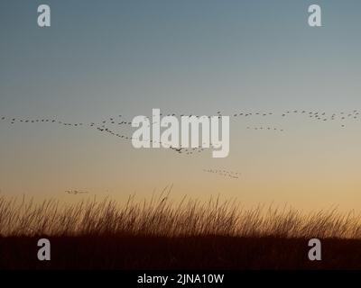 Cormorani del gregge che volano durante l'alba su Kinburn Spit, Mykolaiv Oblast, Ucraina. Foto Stock