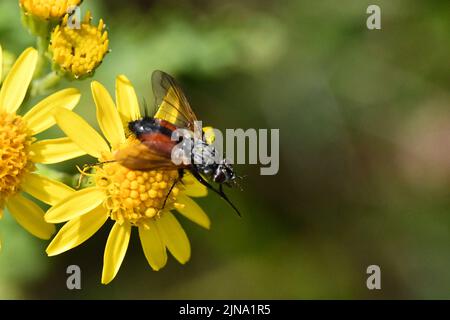 Vola su un fiore giallo, Kilkenny, irlanda Foto Stock