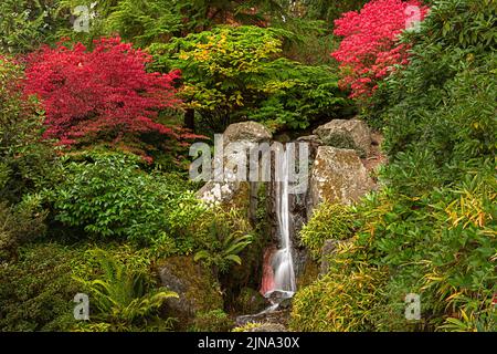 WA21864-00...WASHINGTON - colore della caduta vicino ad una piccola cascata al Giardino Kubota; un parco cittadino di Seattle. Foto Stock