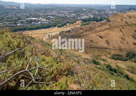 Grandi aree di erba sono diventato giallo a causa delle condizioni secche in Holyrood Park, Edimburgo. Lo Scottish Fire and Rescue Service (SFRS) ha issuto un rischio 'molto alto' di incendi selvatici allerta in tutta la Scozia meridionale e orientale con lunghi e secchi incantesimi di sole attesi nei prossimi giorni. Data foto: Mercoledì 10 agosto 2022. Foto Stock