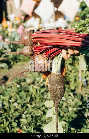 Autunno barbabietola rossa, barbabietola da tavola Beta vulgaris. Raccolta autunnale di carote e barbabietole solo dal giardino. Foto verticale Foto Stock