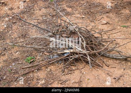 Immagine di alcuni rami d'albero che formano un mucchio di legna da ardere pronta ad accendere un falò nel campo in una giornata di primavera Foto Stock