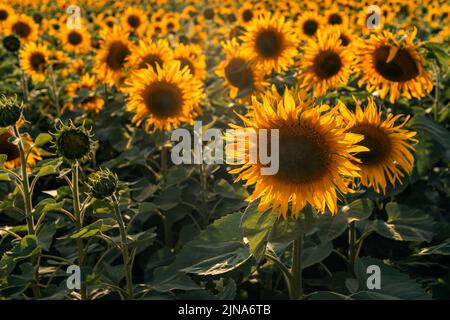 Primo piano di girasoli che crescono in un campo al crepuscolo, in Bielorussia Foto Stock