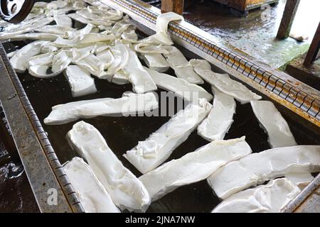 Fogli in gomma naturale grezza in fabbrica per raffinazione essiccazione e lavorazione Foto Stock