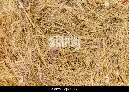 Immagine ravvicinata di una balla di fieno, sfondo naturale astratto. Foto Stock