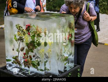 Un visitatore fotografa le piante congelate nel 'The Plantman’s Ice Garden', Chelsea Flower Show Foto Stock