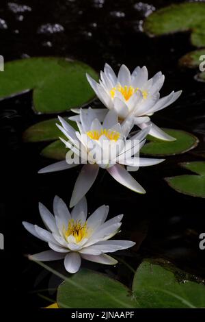 Acqua giglio fiore di loto Foto Stock