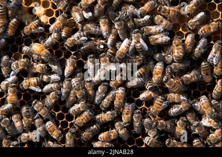 Cornice piena di api mellifere con la regina ape segnata bianco Foto Stock