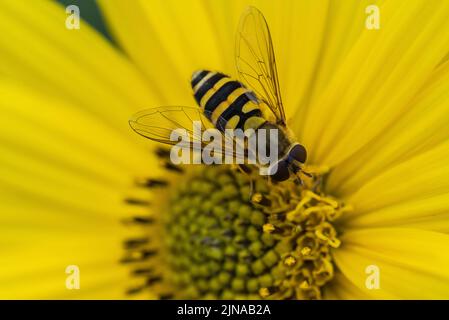 Primo piano di un hoverfly (syrphus ribesli) su un fiore giallo di elio Foto Stock