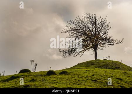 A small tree on a grassy hill silhouetted against the sky Foto Stock