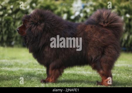 Grande mastiff tibetano sul prato all'aperto Foto Stock