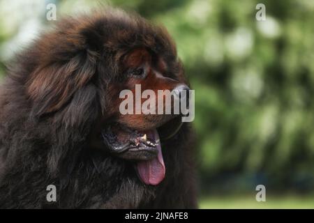 Grande mastiff tibetano sul prato all'aperto Foto Stock