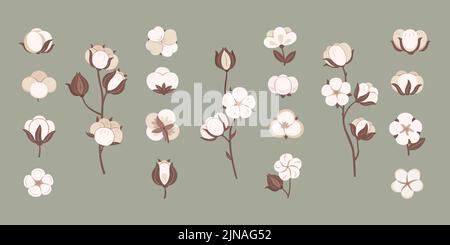 Fiori di cotone naturale. Plant per tessuto morbido, simbolo tessile organico e set vettore cotone bloom Illustrazione Vettoriale