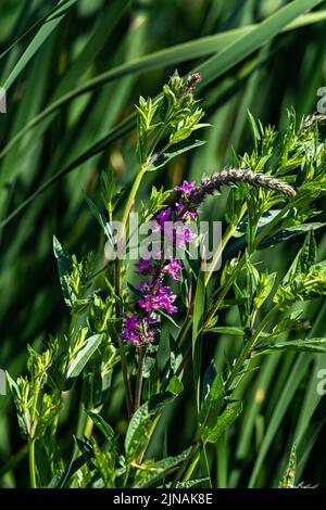 Un colpo verticale di fiore di Loosestrife viola vicino al lago Ontario in Canada Foto Stock
