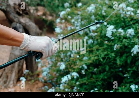 un uomo caucasico spruzza insetticida su un arbusto in un terreno agricolo Foto Stock