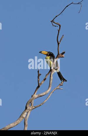 Aracari impressa (Pteroglosso inscriptus) adulto arroccato su albero morto Brasile Luglio Foto Stock