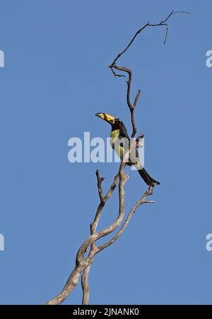 Aracari impressa (Pteroglosso inscriptus) adulto arroccato su albero morto Brasile Luglio Foto Stock