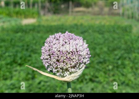 Primo piano delle piante di cipolla germogliante nel giorno estivo Foto Stock