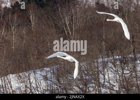 Due cigni di whooper che volano sopra una foresta di inverno Foto Stock