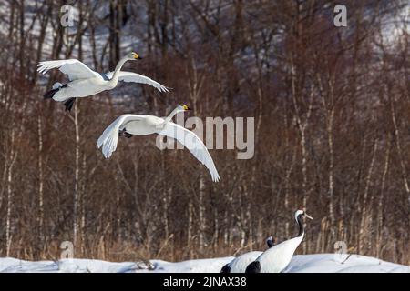 Due cigni di whooper che volano sopra un campo nevoso con gru Foto Stock