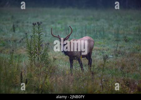 Elk nella Valle di Cataloochee nella Carolina del Nord Occidentale, Stati Uniti Foto Stock