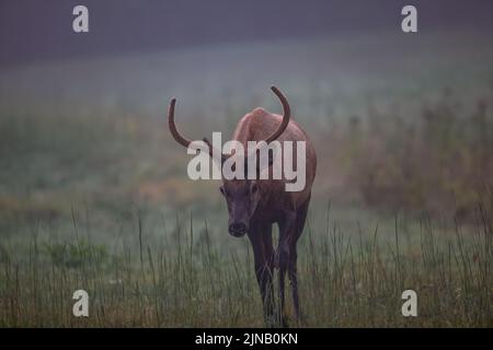 Elk nella Valle di Cataloochee nella Carolina del Nord Occidentale, Stati Uniti Foto Stock