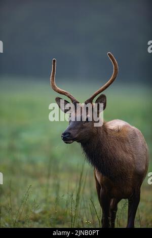 Elk nella Valle di Cataloochee nella Carolina del Nord Occidentale, Stati Uniti Foto Stock