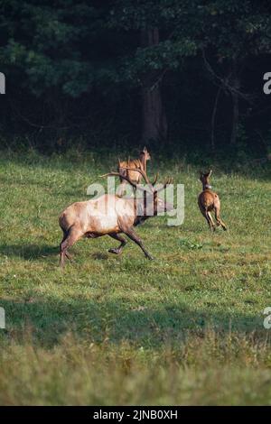 Elk nella Valle di Cataloochee nella Carolina del Nord Occidentale, Stati Uniti Foto Stock