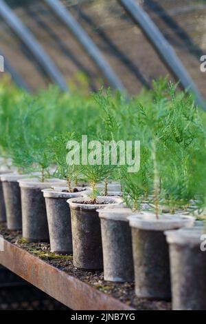 I giovani alberi di conifere crescono in piccoli vasi messi su bancone in lunghe file sotto copertura protettiva Foto Stock