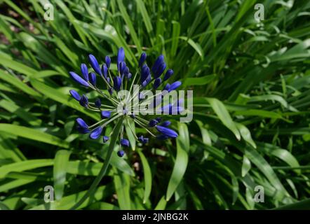 Sfondo a cornice pieno di blu brillante agapanthus fioritura e fogliame Foto Stock