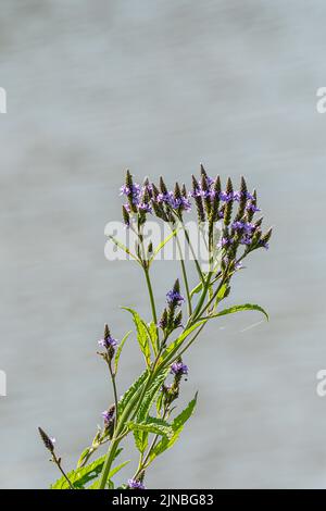 Uno scatto verticale di un Vervain blu che fiorisce vicino ad un lago Foto Stock