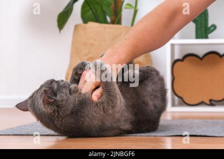 Un uomo gioca con le mani con un gatto grigio chartreuse. Giochi pericolosi. Foto Stock