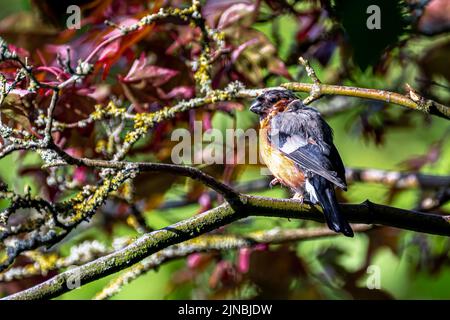 Bulfinch eurasiatico maschio (Pirrhula pirrhula) Foto Stock