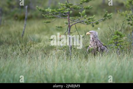 White-tailed eagle (Haliaeetus albicilla) Foto Stock