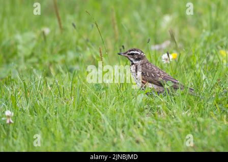 Redwing giovanile (Turdus iliacus) foraging su un prato Foto Stock