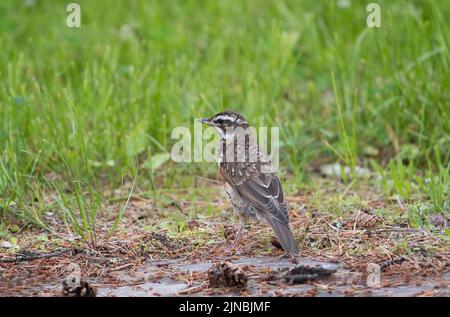 Redwing giovanile (Turdus iliacus) foraging su un prato Foto Stock