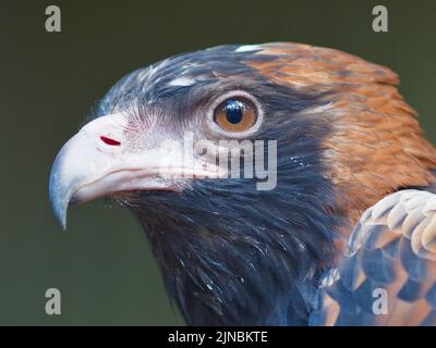 Orgoglioso maestoso Buzzard di colore nero in una gloria mozzafiato. Foto Stock