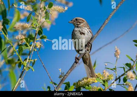 Song Sparrow (Melospiza melodia) a Eagle Island state Park, Idaho, USA nel 2022. Foto Stock