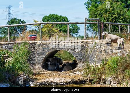 Il Tamigi nel Gloucestershire e nel Wiltshire corrono a secco, in alcuni punti rimasti solo pochi pools d'acqua. Il calore del sole intenso ha fatto asciugare il Tamigi. In luoghi la natura ha iniziato a recuperare il letto secco del fiume. Pecore ricovero dal sole intenso sotto un ponte dove normalmente il Tamigi fluirebbe. Il Tamigi tra Ewen e Ashton Keynes, 14 immagini disponibili. Credito: Stephen Bell/Alamy Foto Stock