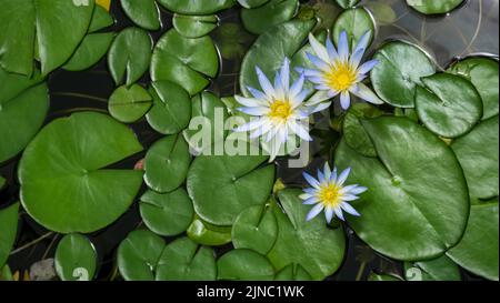 Ninfee blu, anche Blue Star Lotus, Nymphaea nouchali var. Caverulea, nei giardini botanici vicino Perth Australia. Foto Stock