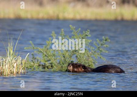 Castoro nordamericano mangiare un ramo di abete bianco nell'acqua di una zona umida riparia. Castor canadensis, Picea glauca Foto Stock