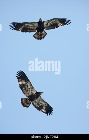 Due aquile calvo in volo, Calgary, Alberta, Canada. I giovani uccelli hanno pochi mesi e recentemente hanno iniziato a volare. Haliaeetus leucocephalus Foto Stock