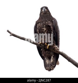 Giovane aquila calva, appollaiata su un ramo d'albero a Calgary, Alberta, Canada. L'uccello ha pochi mesi. Haliaeetus leucocephalus. Foto Stock