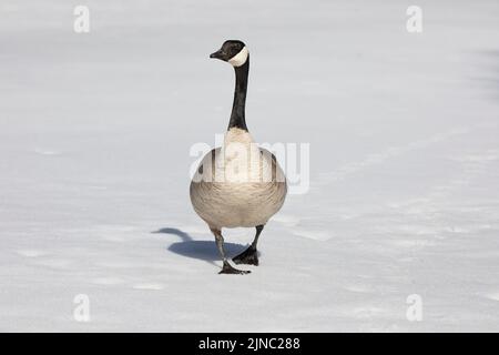 Canad Goose Walking attraverso lo stagno coperto di neve nel Prince's Island Park. Calgary, Alberta, Canada. Branta canadensis Foto Stock