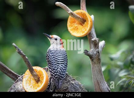 Picchio rosso che mangia un arancio per colazione Foto Stock