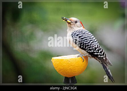 Picchio rosso che mangia un arancio per colazione Foto Stock